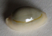 Cypraea annulus  (Linnaeus, 1758)